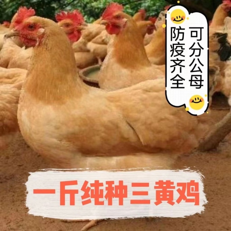 三黄鸡苗包防疫包运输包成活率货到满意付款诚信经营