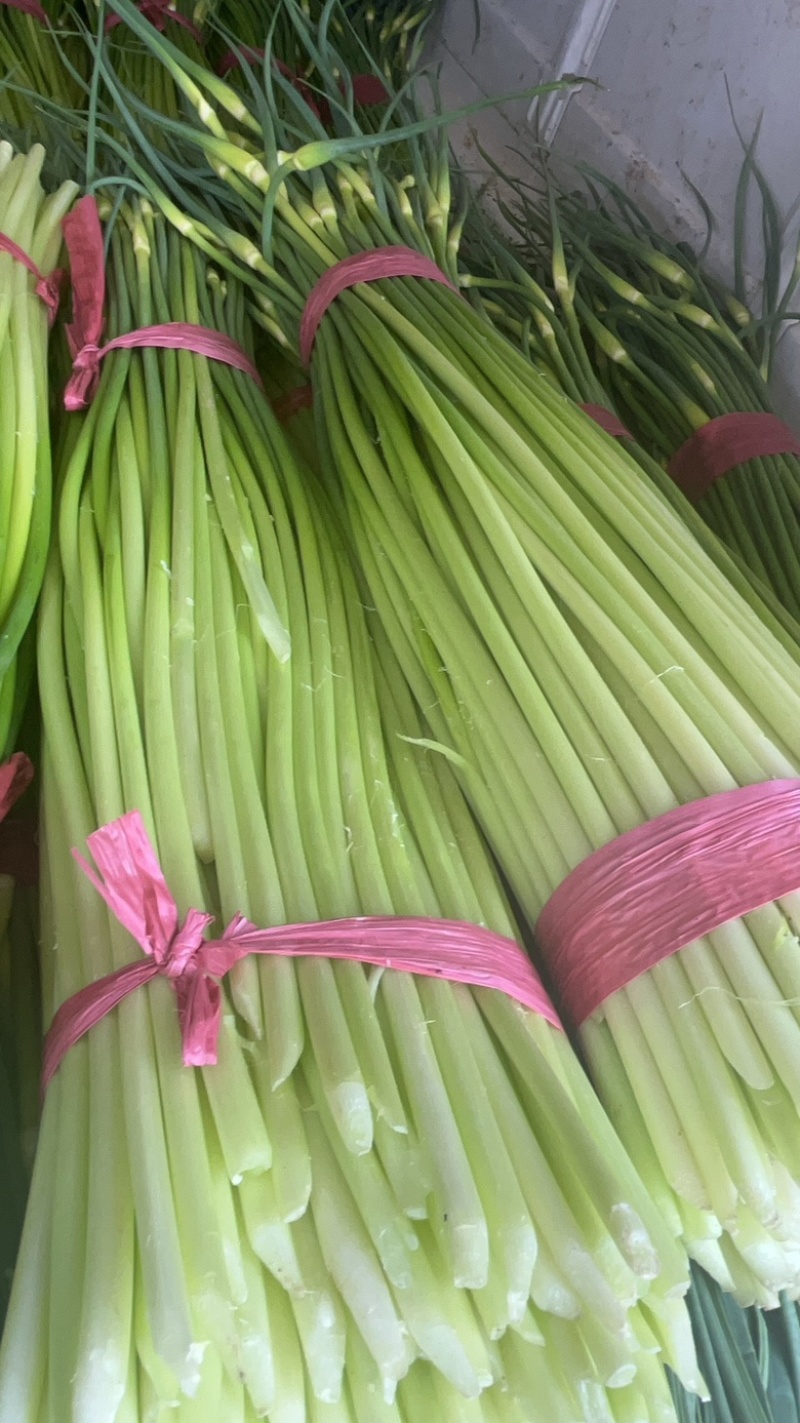 富平蒜苔大量上市销售欢迎大家前来采购