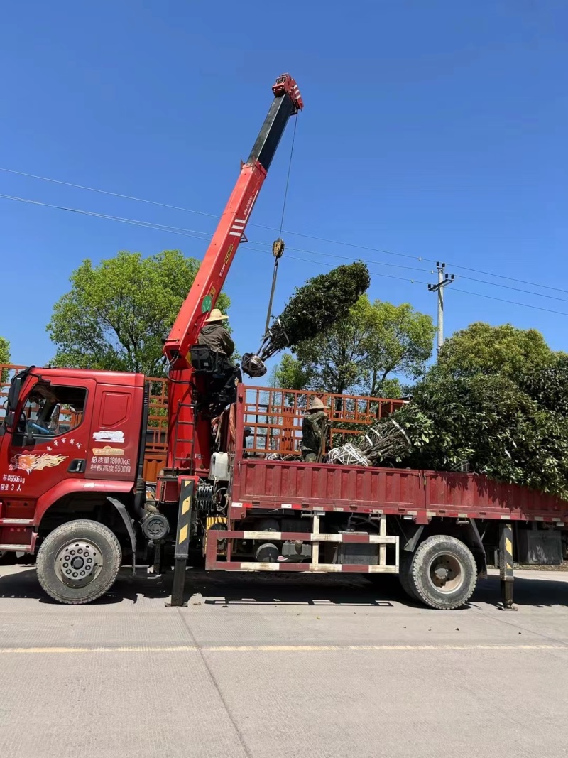丛生桂花树，丛生金桂，高度1-6米，精品树形，产地直供