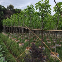 大量白玉兰5-6公分出售，基地直销