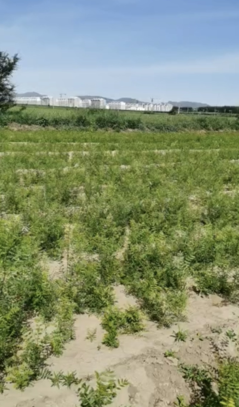 一年生文冠果苗长势良好技术支持苗长直发欢迎咨询