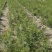 一年生文冠果苗长势良好技术支持苗长直发欢迎咨询
