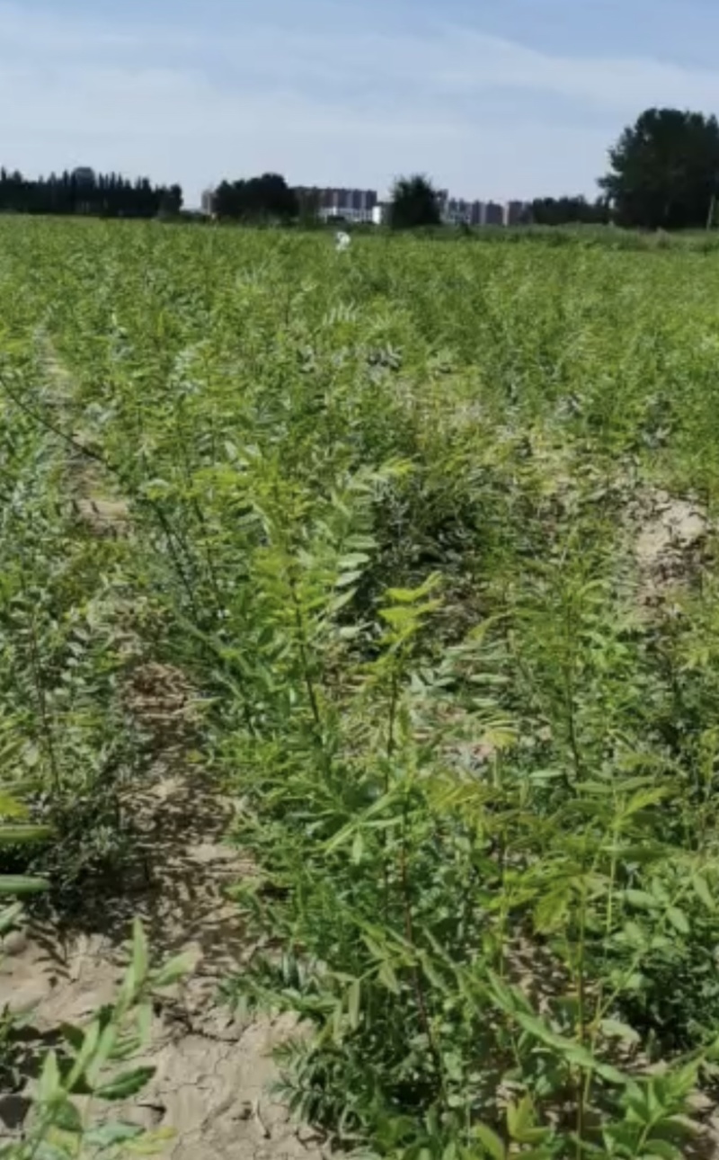 一年生文冠果苗长势良好技术支持苗长直发欢迎咨询