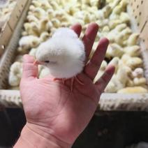 孵化场出售白羽土鸡苗白羽肉鸡苗好养易成活。