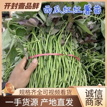 红薯苗河南开封红薯苗大量上市货源充足长期供货产地直销
