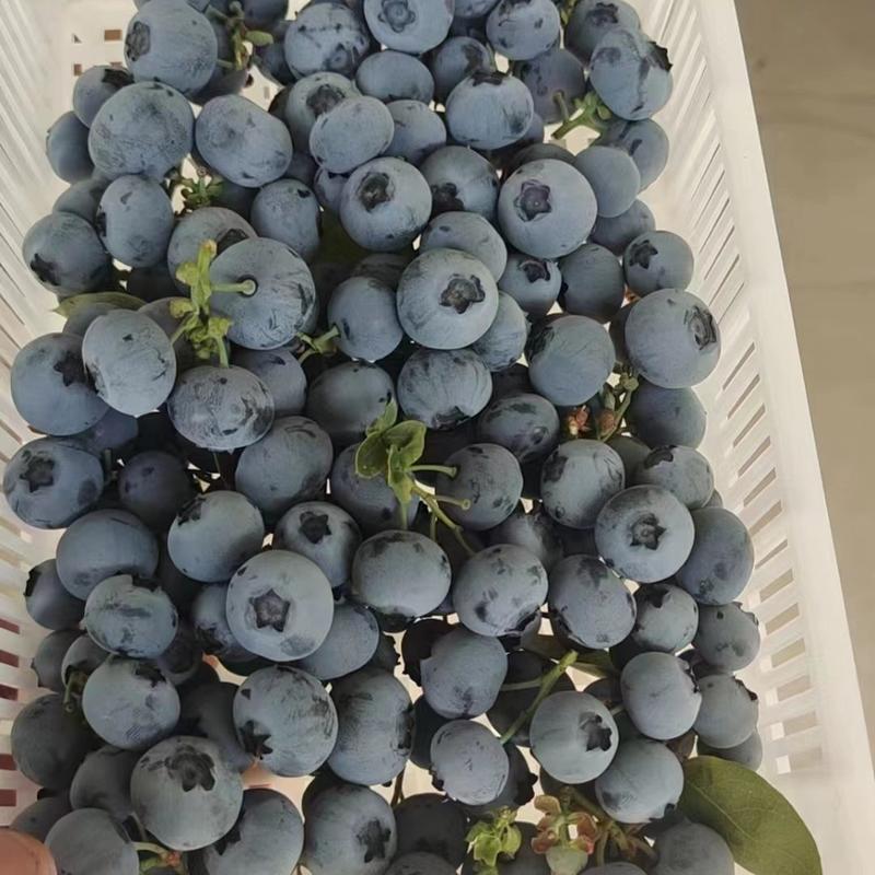 山东蓝莓果粉硬度好脆甜可口大量供应全国商超社区团购