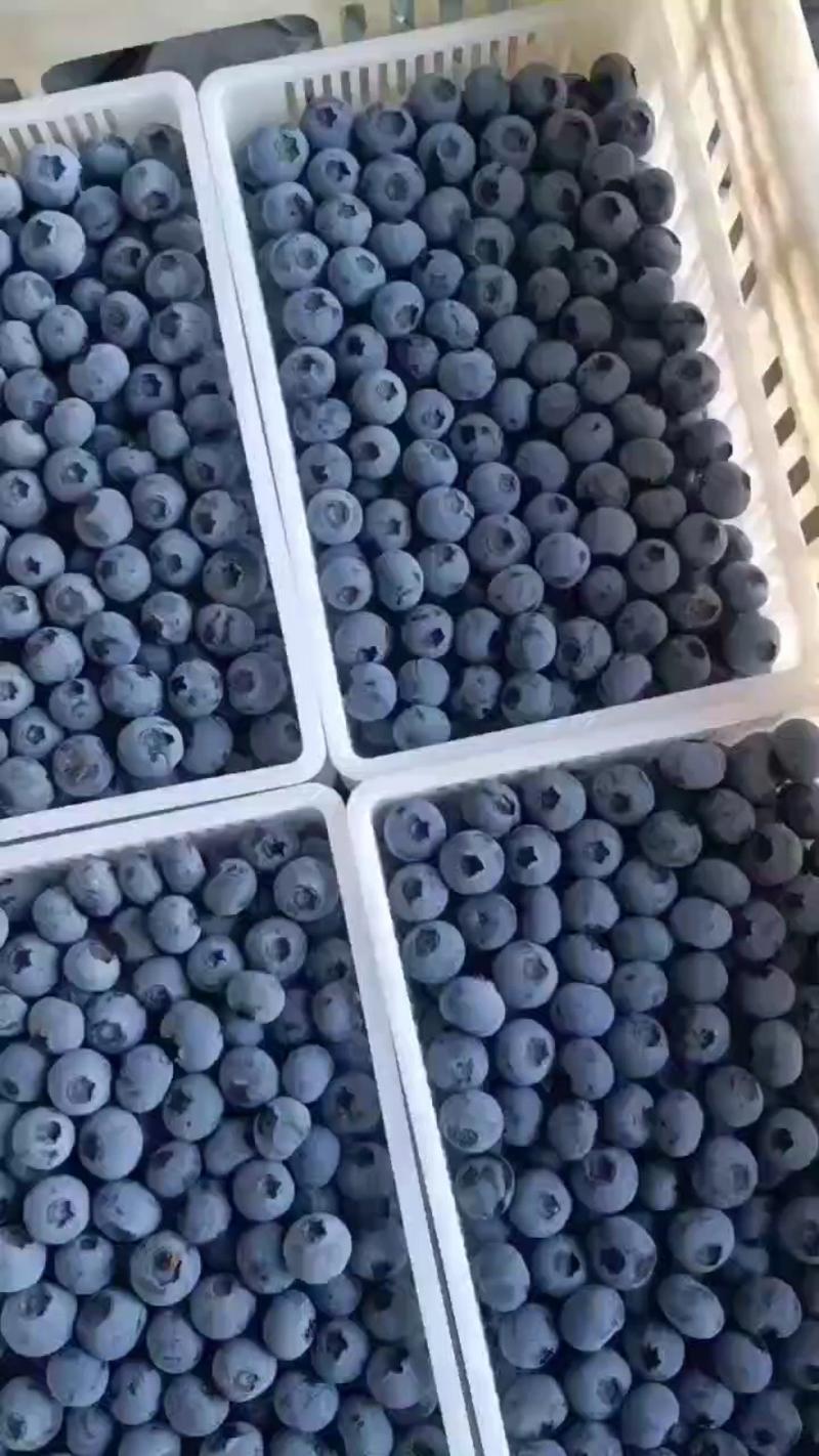 山东蓝莓果粉硬度好脆甜可口大量供应全国商超社区团购