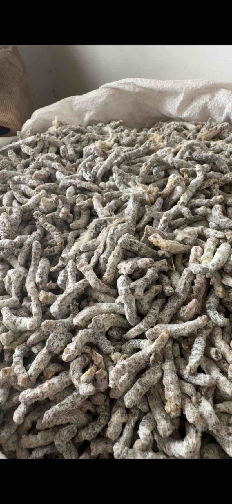 僵蚕，山东弘舜中药材批发商行批发零售各种中药材…………