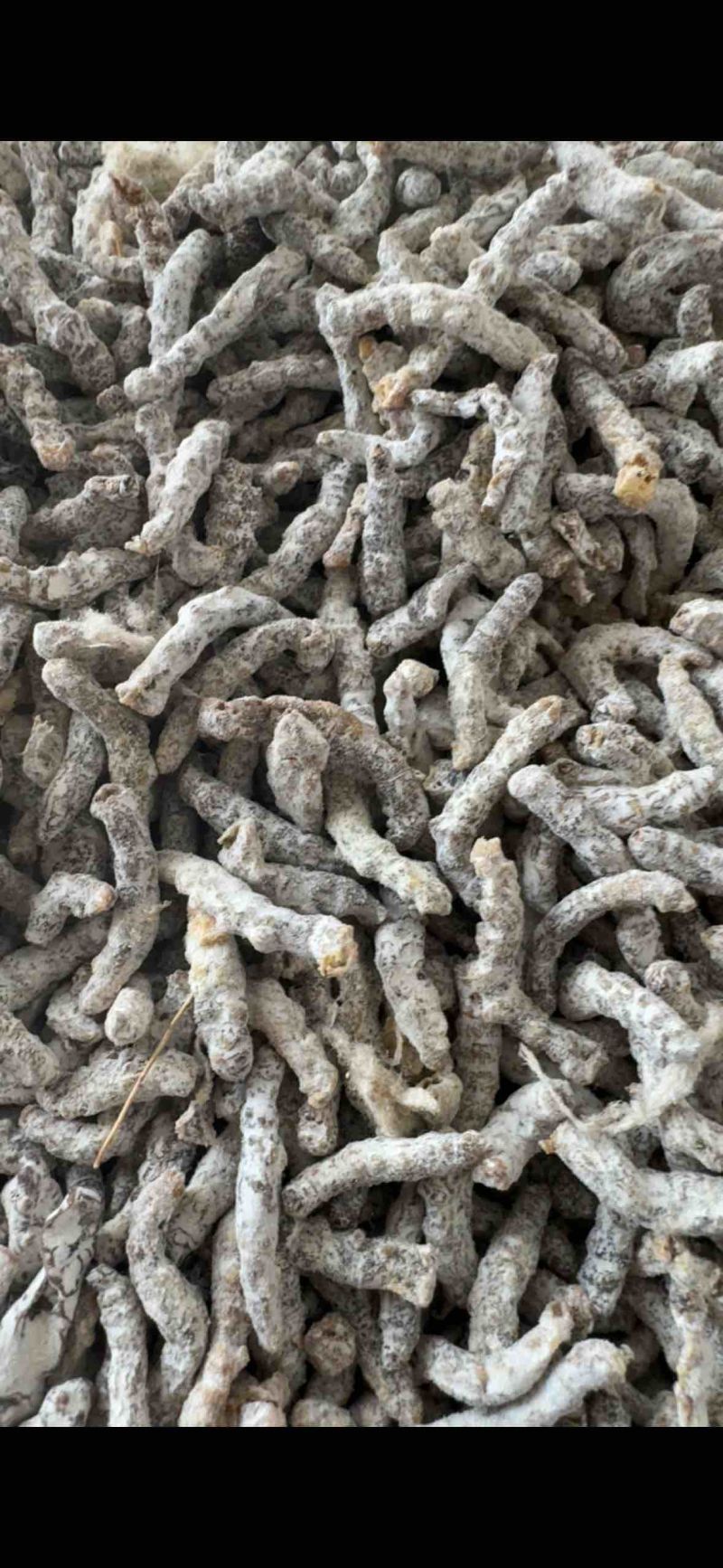 僵蚕，山东弘舜中药材批发商行批发零售各种中药材…………