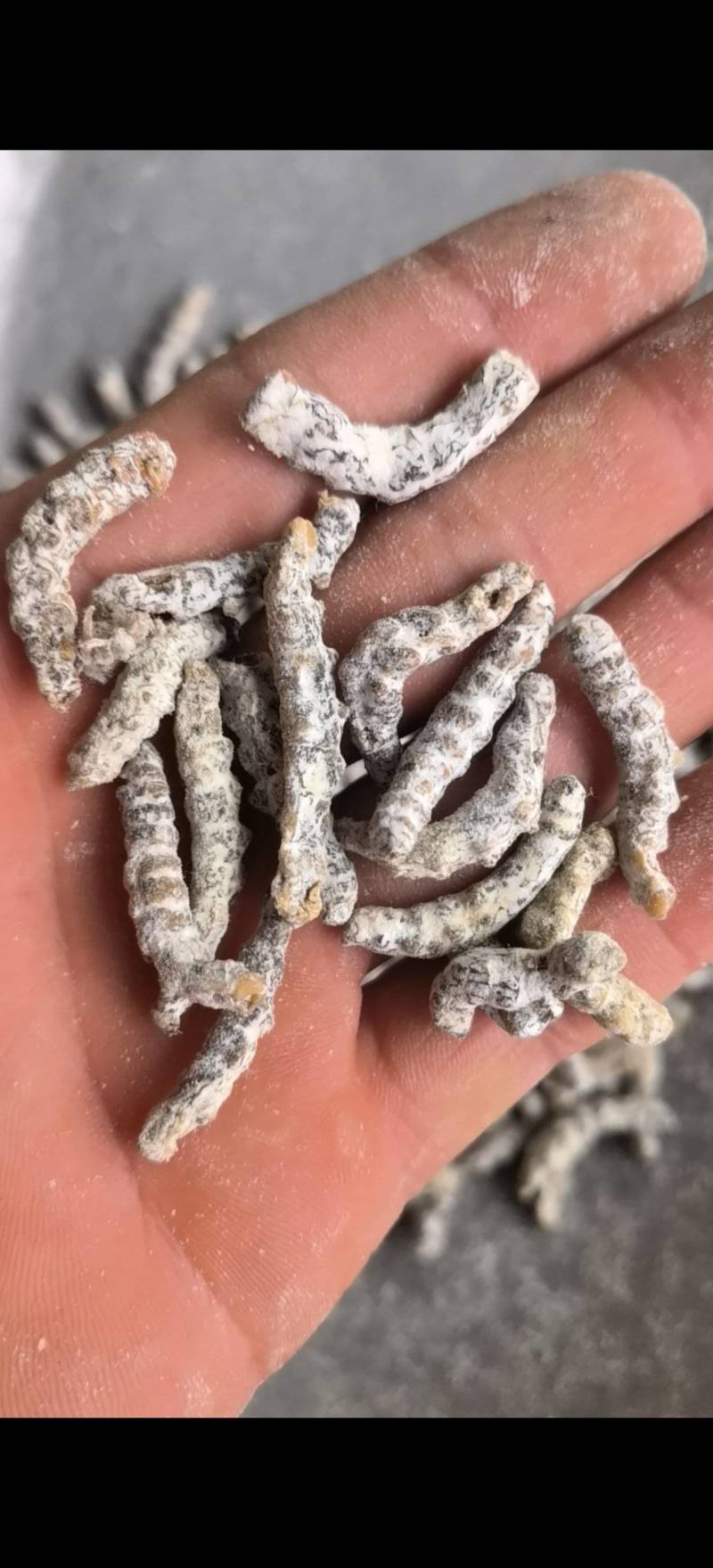 僵蚕，白僵蚕，过筛，关书药业，，批发各种规格中药材