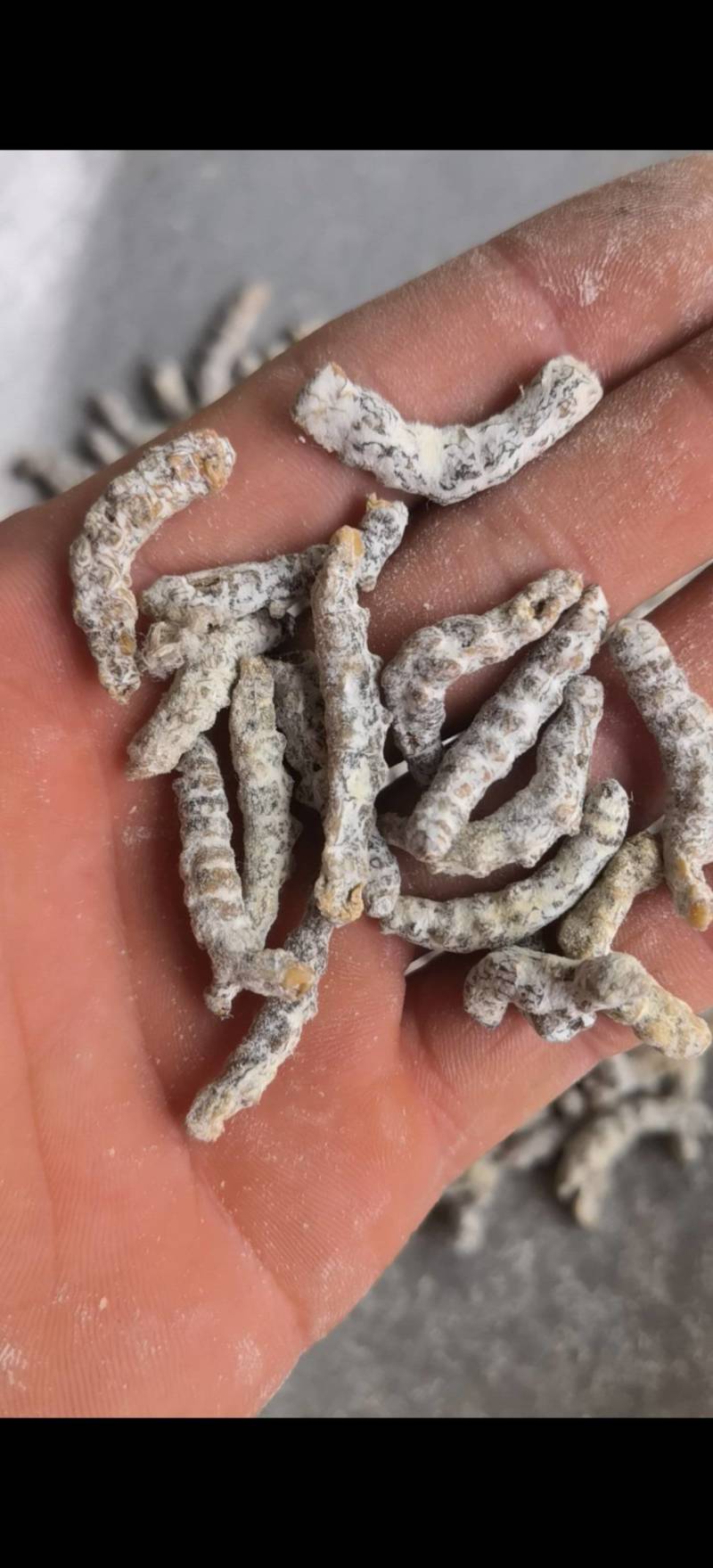 僵蚕，白僵蚕，过筛，关书药业，，批发各种规格中药材