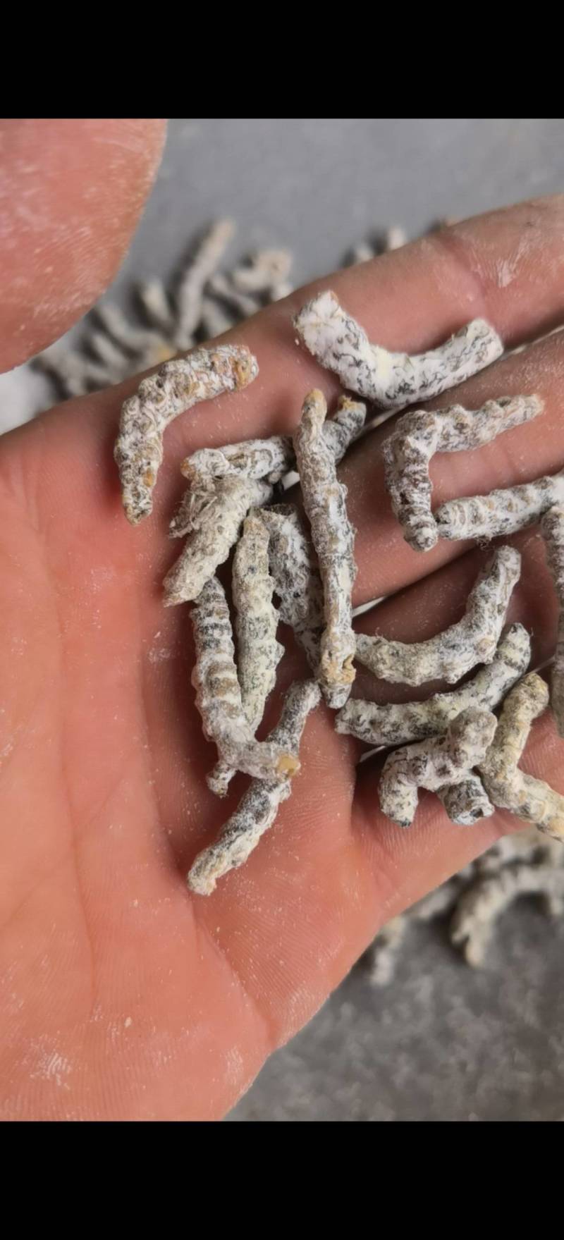 僵蚕，白僵蚕，过筛，关书药业，，批发各种规格中药材