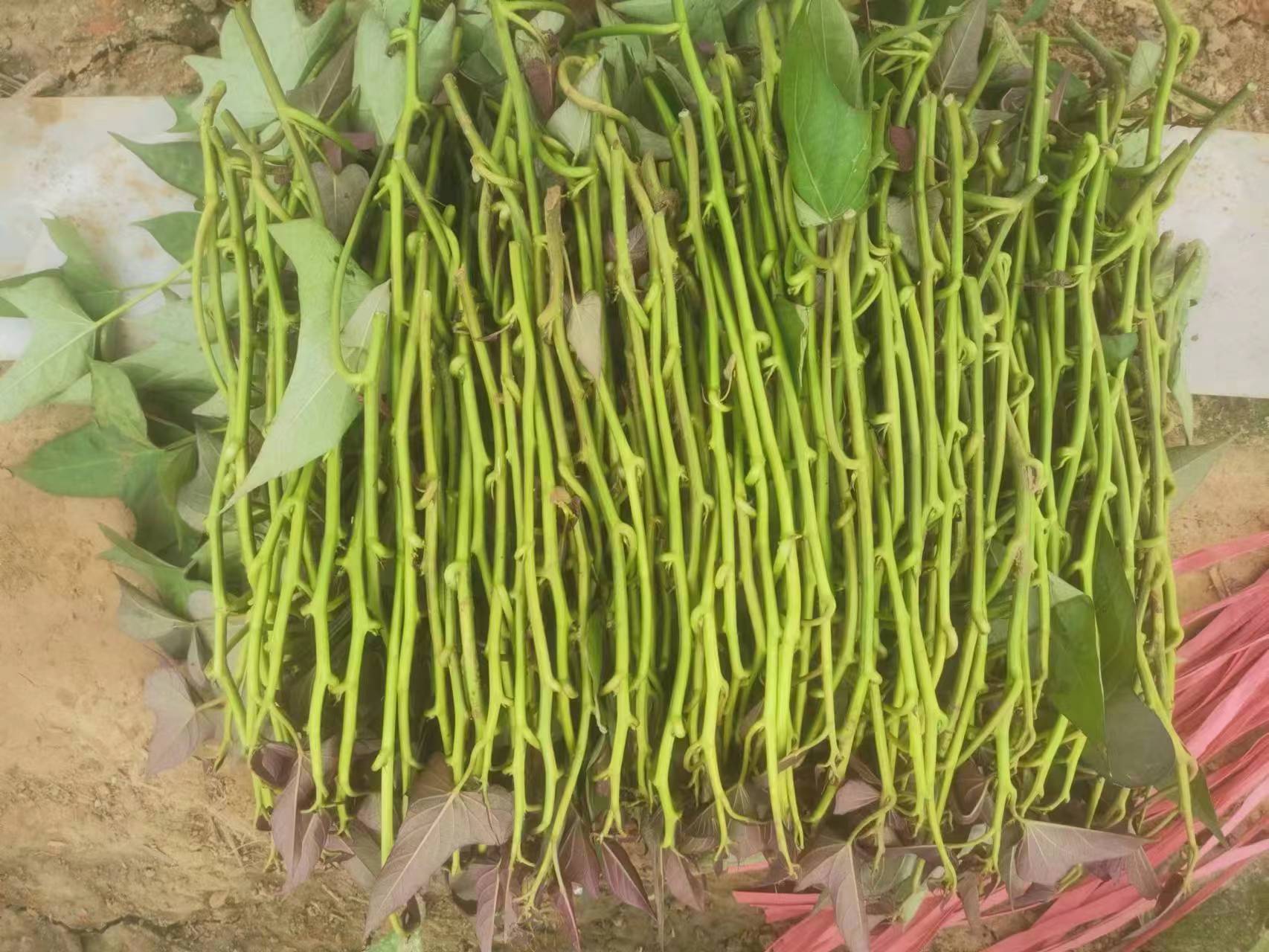绿珠一号蚕豆苗种植基地