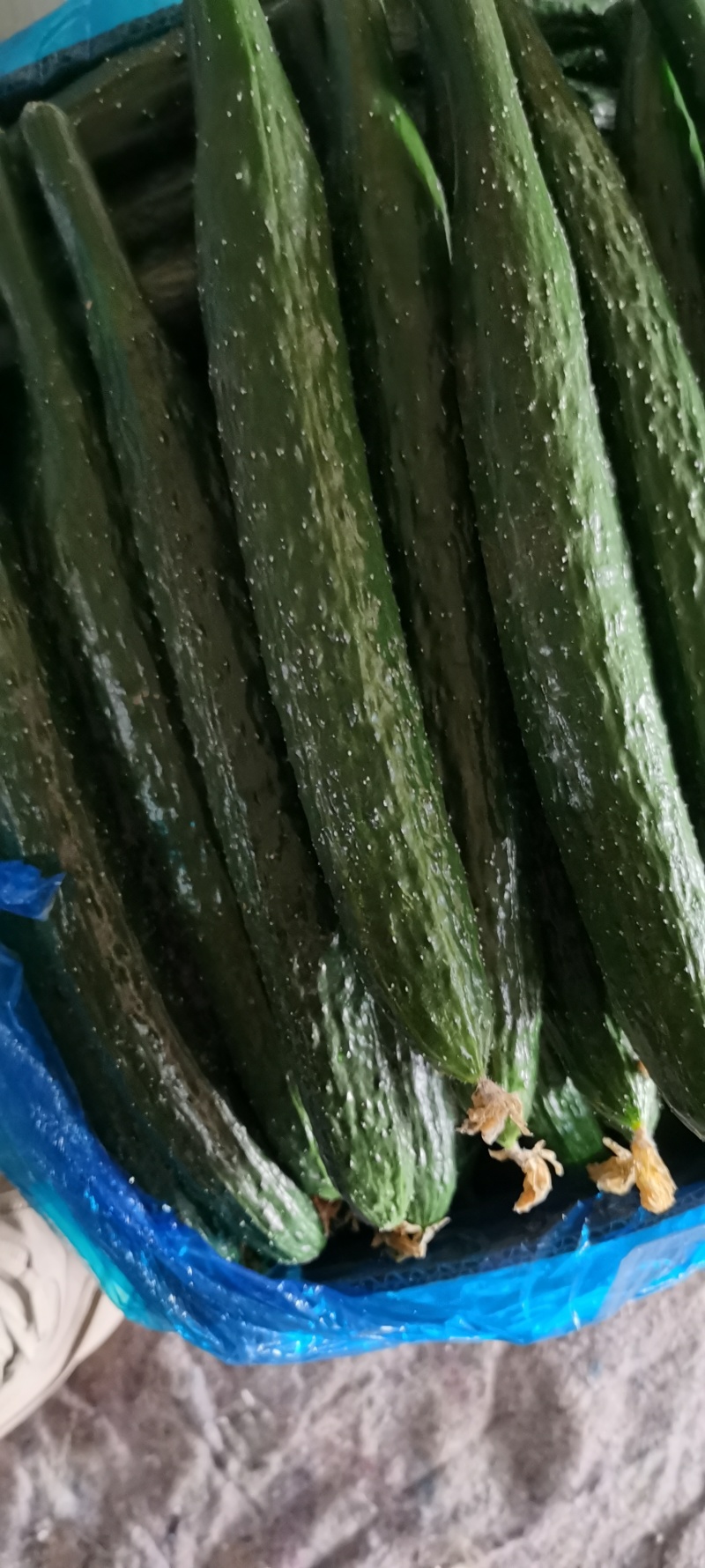 精品【蜜刺黄瓜】大量有货，质量保证，价格不高，量大价格优