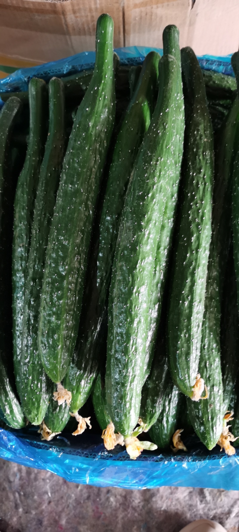 精品【蜜刺黄瓜】大量有货，质量保证，价格不高，量大价格优