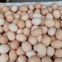 精品粉壳鸡蛋大量供应对接全国市场量大从优