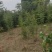 雷竹苗