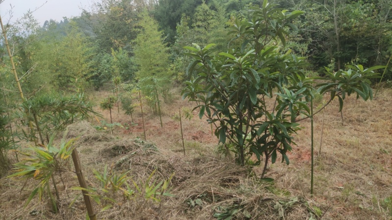 雷竹苗