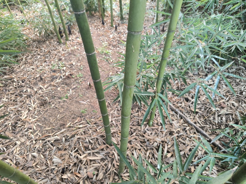 雷竹苗