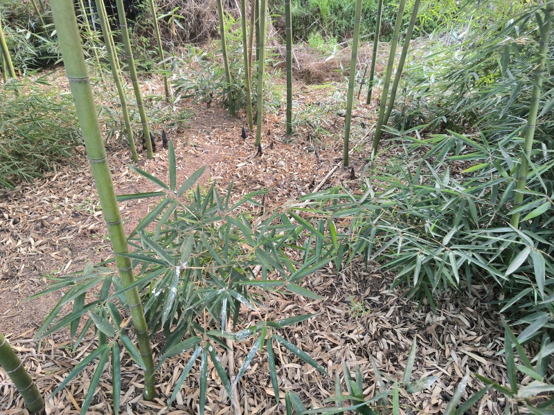 雷竹苗