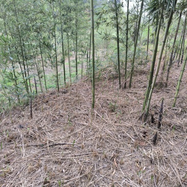 雷竹苗