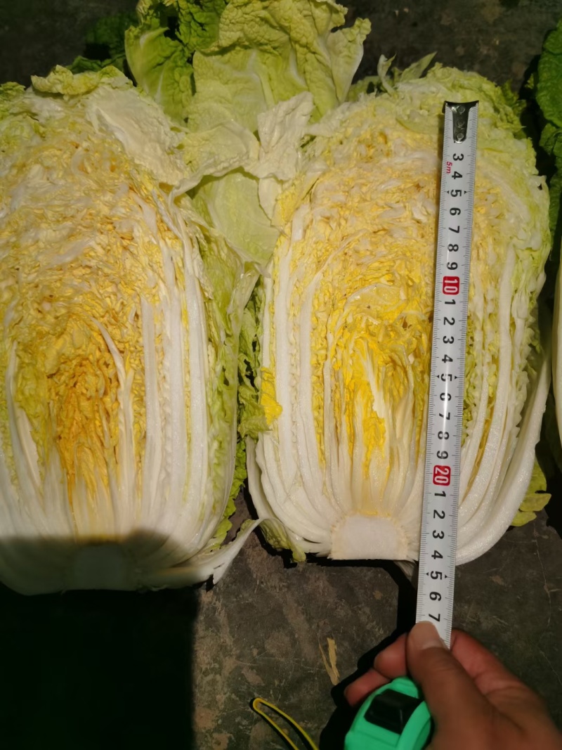 精品矮颗黄心白菜，青杂三号大量供应中，价格不高。