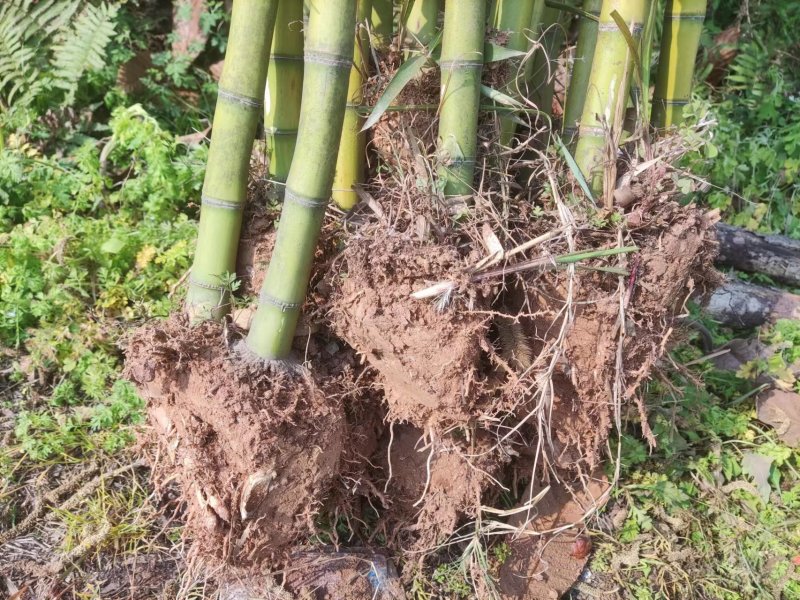 雷竹苗