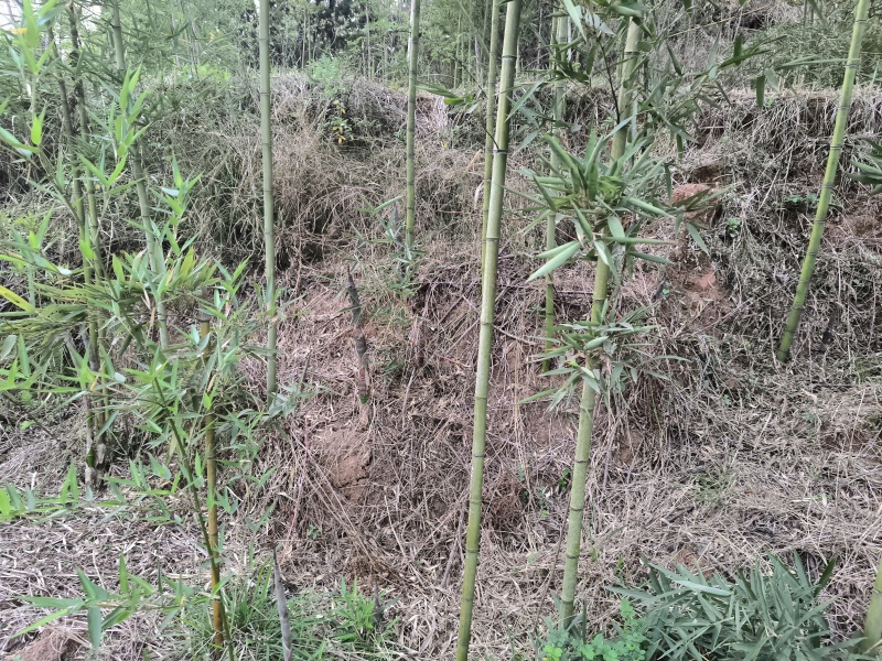 雷竹苗
