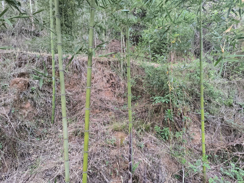 雷竹苗
