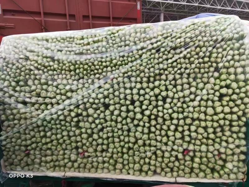 买家力荐河北邯郸永年本地西芹，高60厘米—75厘米，量大从优