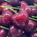 精品美早樱桃、冷链直发全国、接市场、零售、团购、一件代发