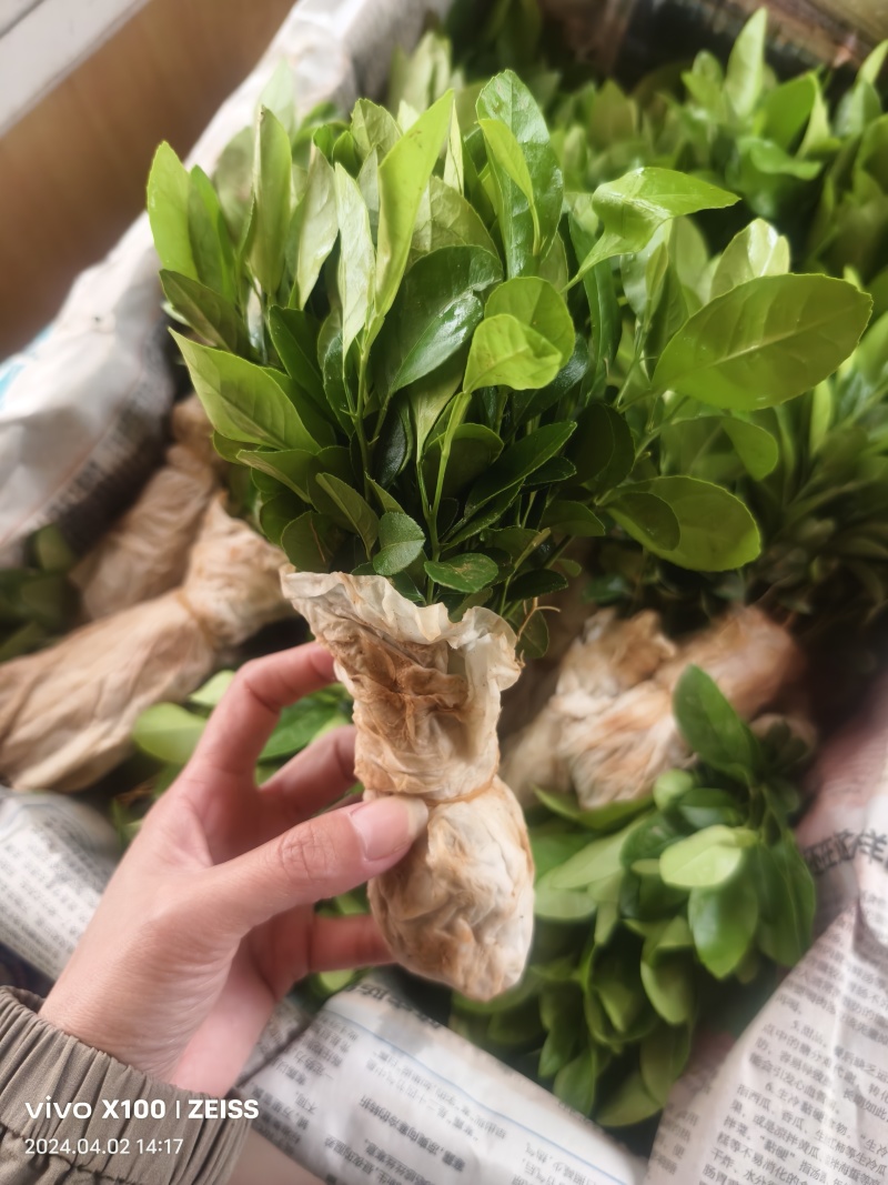 土柠檬苗芽苗，红柠檬苗，土柠檬枕木0.5-1公分