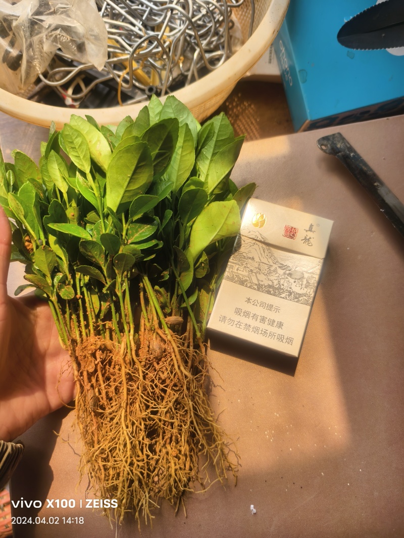 土柠檬苗芽苗，红柠檬苗，土柠檬枕木0.5-1公分