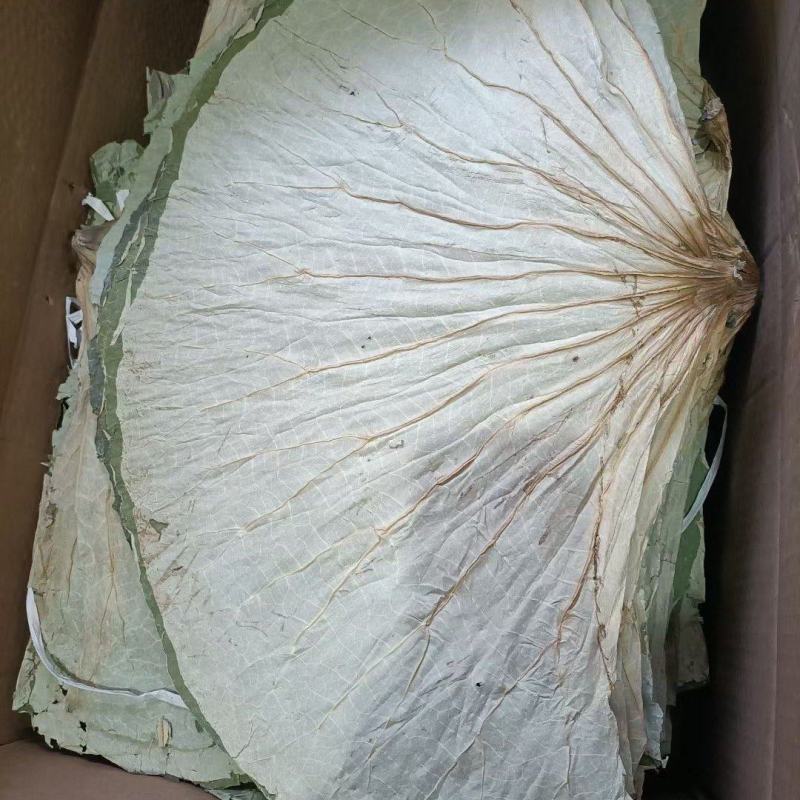 微山湖荷叶