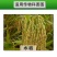 绿德地氯虫苯甲酰胺甲维盐杀虫剂高含量毛毛虫卷叶螟菜青虫