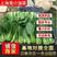 《上海青小油菜》山东曹县基地现货常年供应全国发货