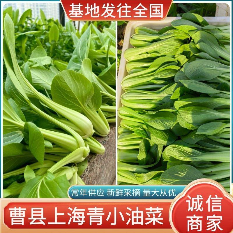 上海青小油菜《湖北武汉》现货供应量大有优惠常年供应