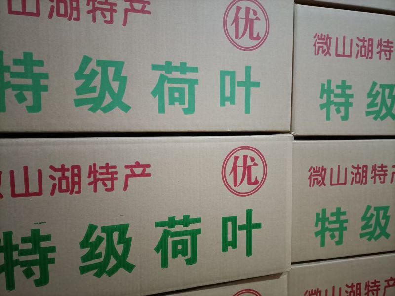 微山湖荷叶