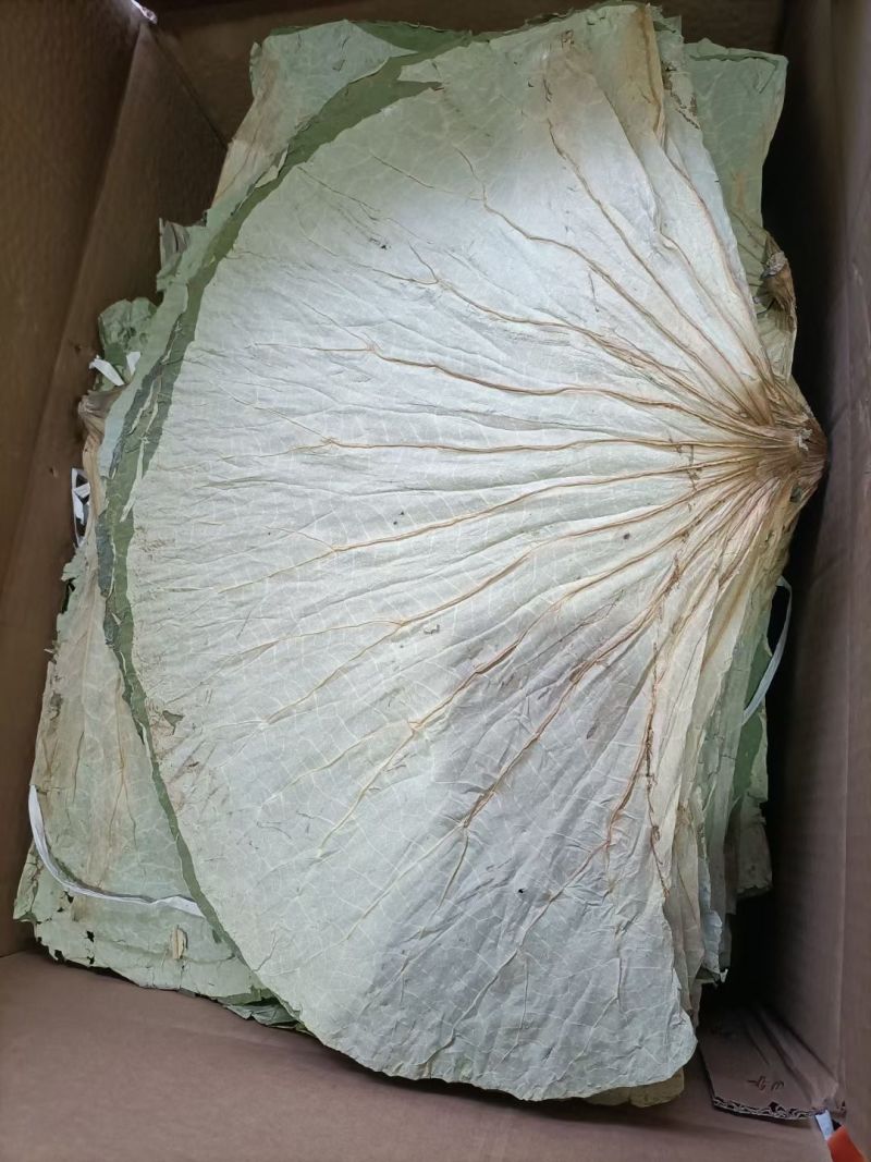 微山湖荷叶
