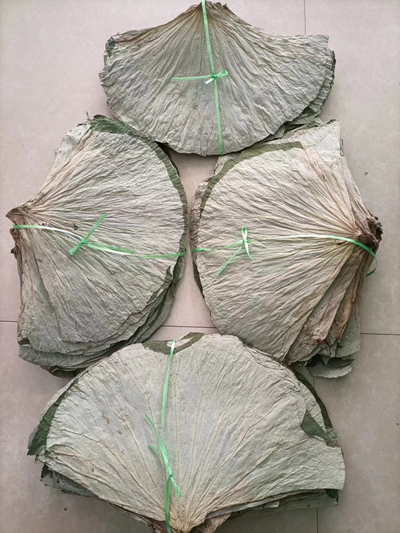 微山湖荷叶