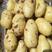 荷兰十五土豆鲜土豆沙土高品质保证价格优供应全国档口商超