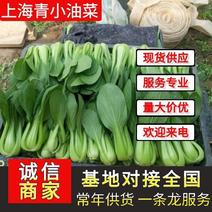 上海青小油菜《广东茂名》现货供应常年有货量大