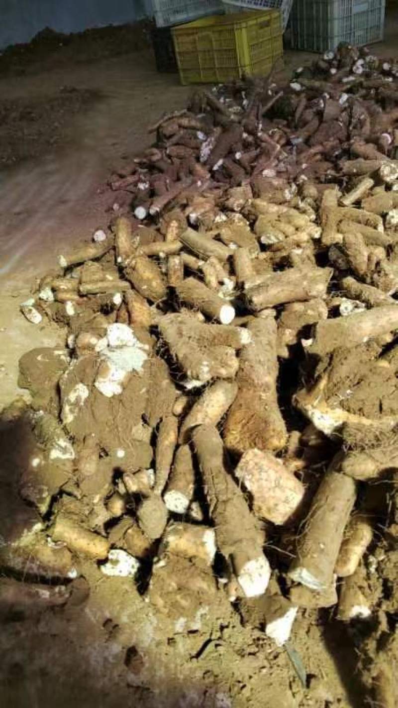 白玉山药头子小货角子货小山药下角料现货供应需要的联系