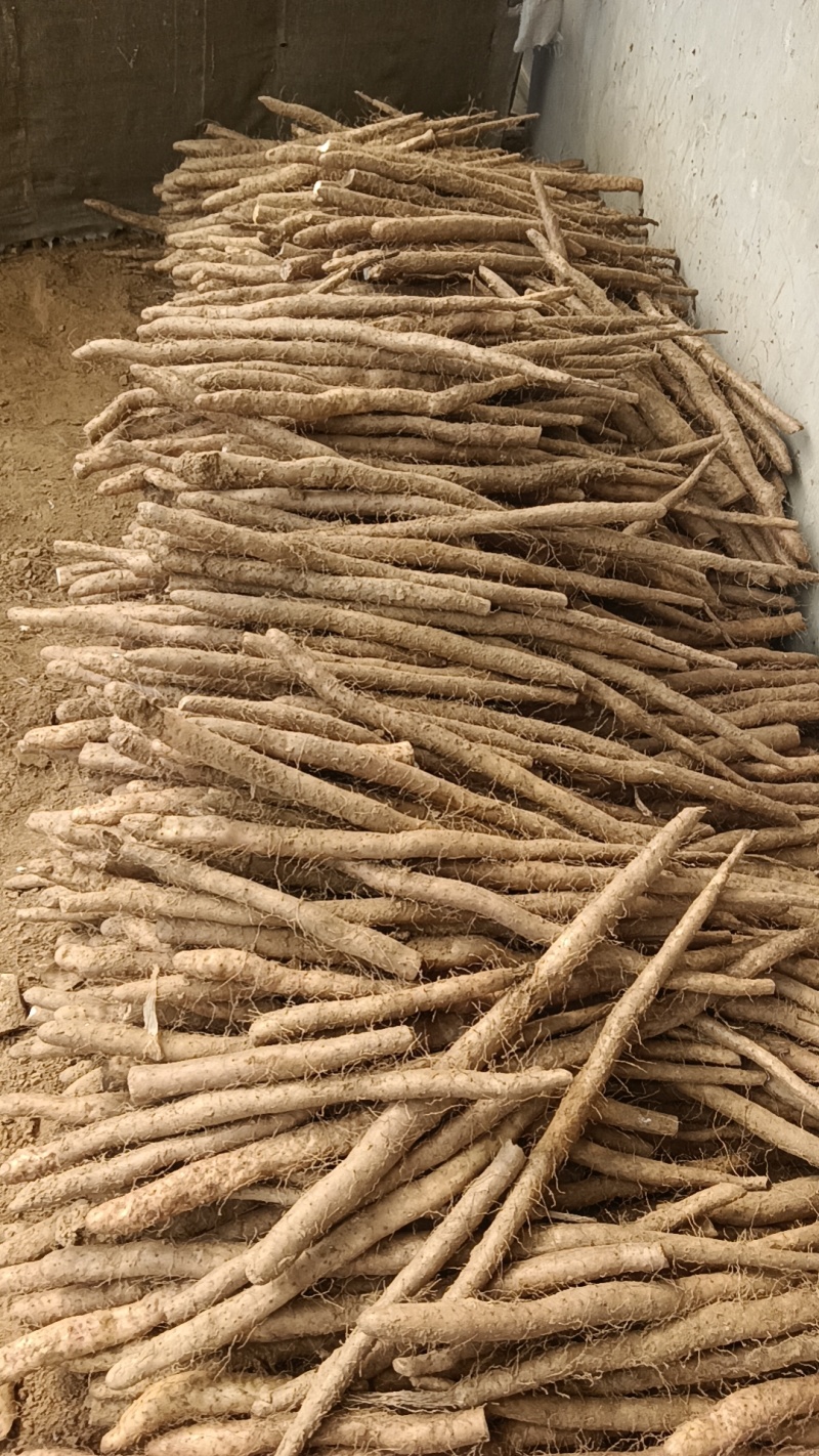 白玉山药头子小货角子货小山药下角料现货供应需要的联系