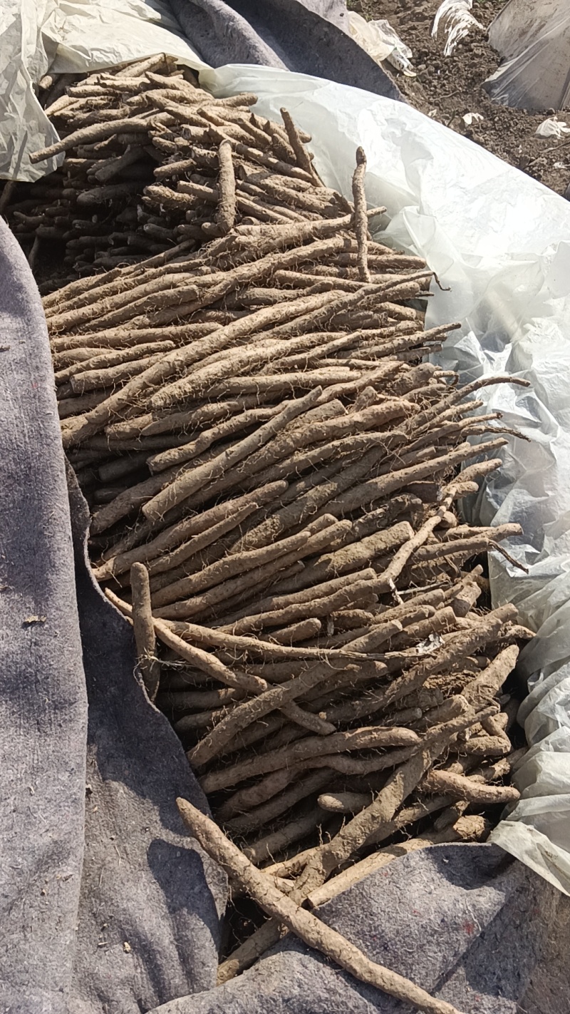 白玉山药头子小货角子货小山药下角料现货供应需要的联系