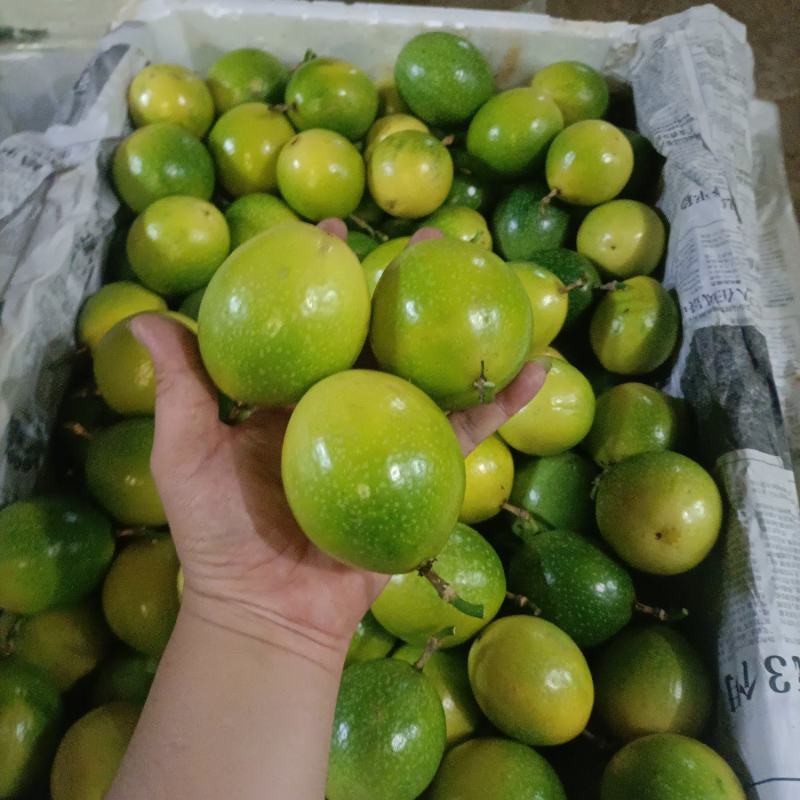 百香果钦蜜9号黄金百香果