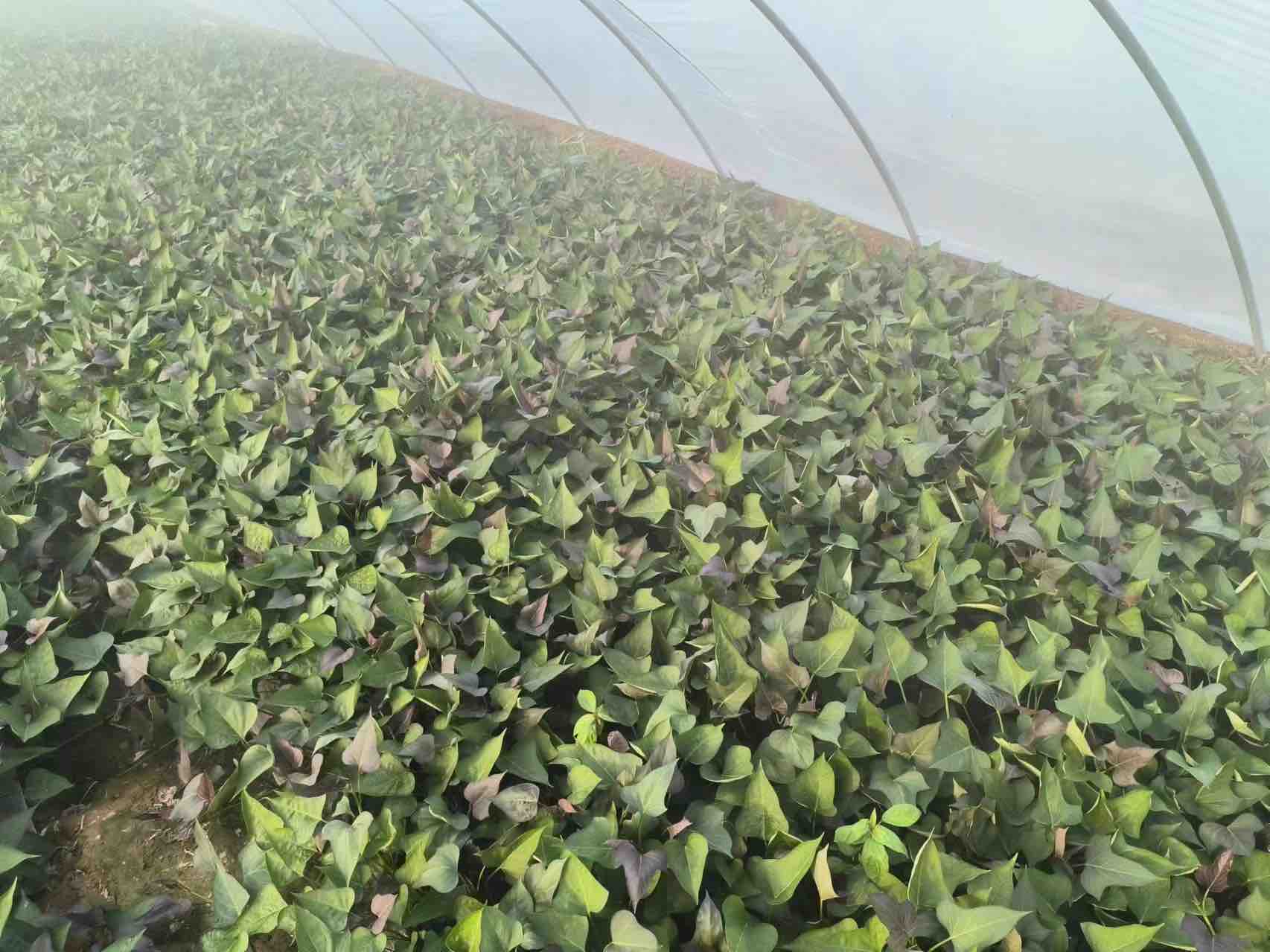 现代化甘薯加工厂内,工人正在对刚收获的脱毒商薯进行清洗、分级和真空包装,传送带旁设有电子秤和光学分选机,冷藏车等待装运,体现从田间到市场的标准化产业链流程 脱毒商薯分级包装与冷链运输场景