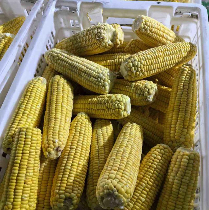 新疆低糖万糯2000玉米货量充足价格优惠欢迎老板咨询