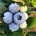 【推荐】天津L25蓝莓，种植基地优选好果，品质有保障