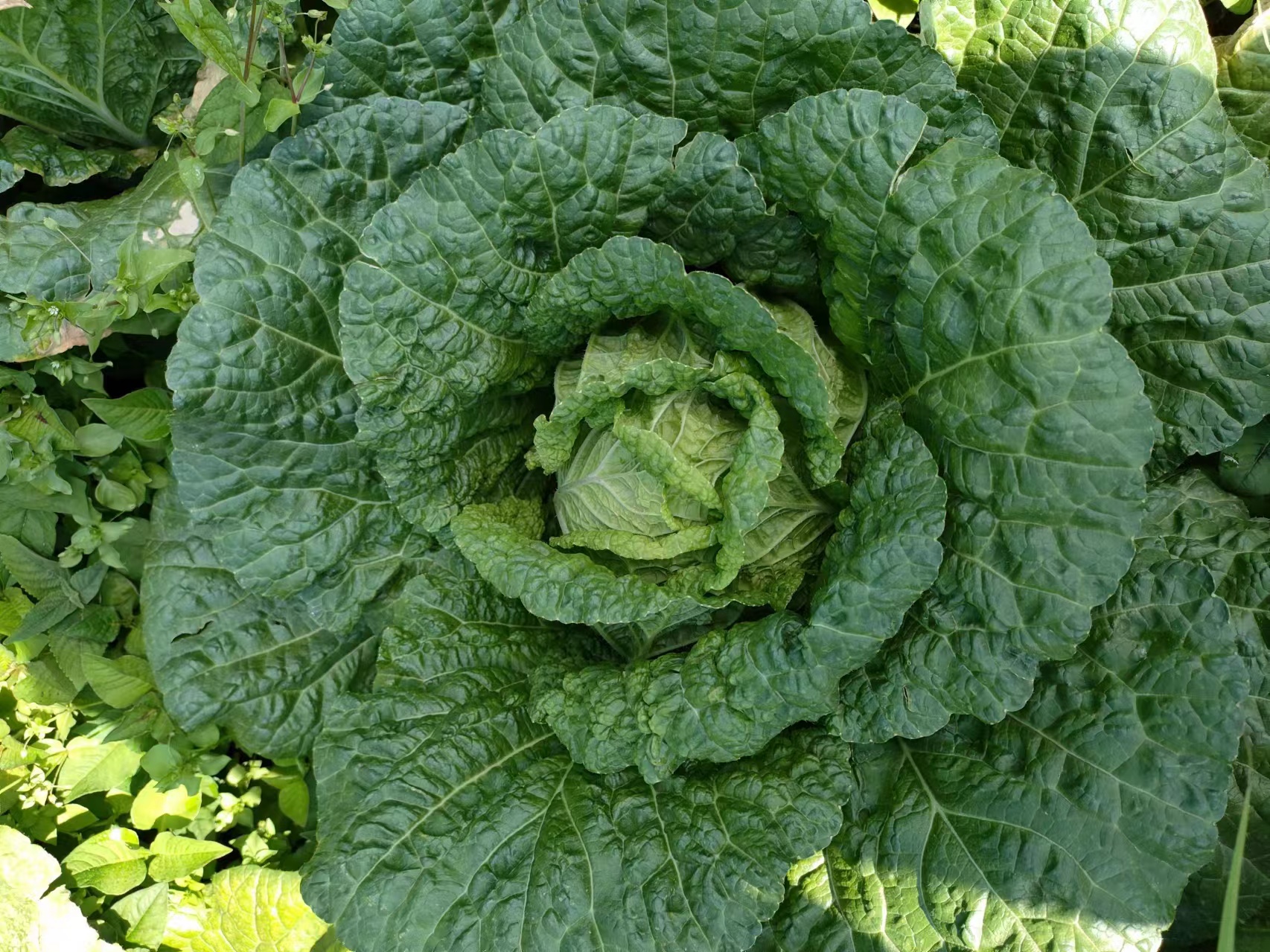 黄心白菜特写